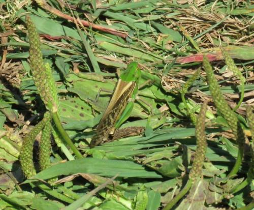 Réf. 271 441 : Locusta migratoria